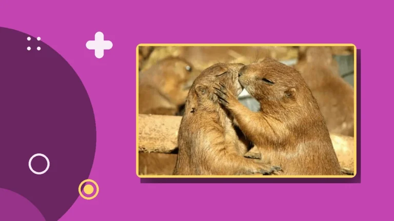 Two prairie dogs touching mouths as if kissing, a playful image for a first kiss that knocked my socks off.
