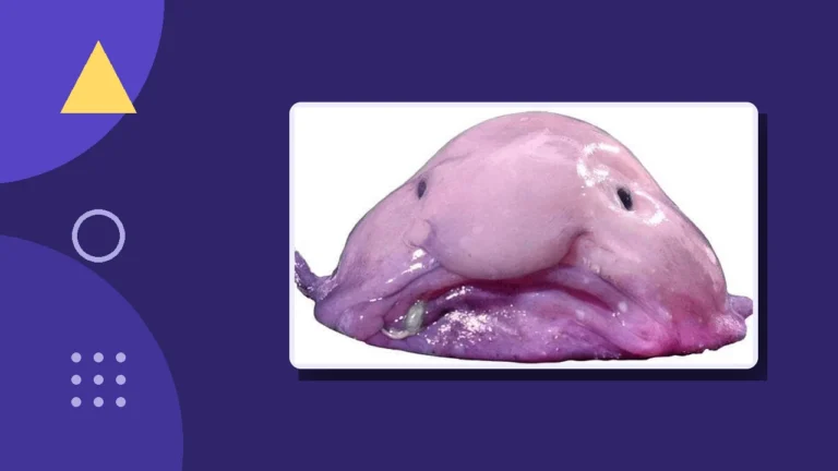 A blobfish, used humorously to illustrate what happens to aging narcissists who lose their supply.