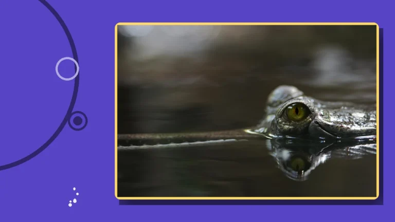 A crocodile's eye watching just above the waterline, illustrating the lurking dangers of a toxic relationship.